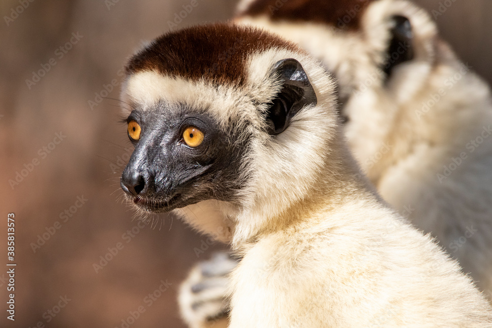 Close up of verreaux's sifaka in Kirindy Mitea National Park Close up of verreaux's sifaka in Kirindy Mitea National Park