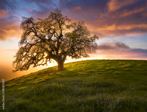 View of oak tree on hill against cloudy sky during sunset photo
