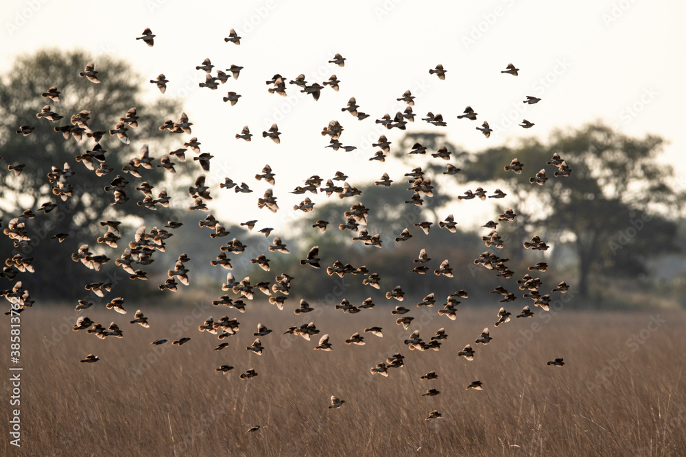 Flock of red billed quelea flying over grass in Kafue National Park Flock of red billed quelea flying over grass in Kafue National Park