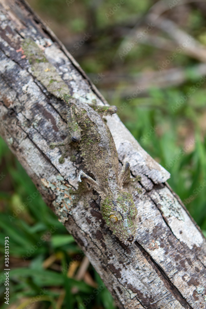 Close up of giant leaf tailed gecko crawling on branch Close up of giant leaf tailed gecko crawling on branch