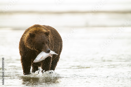 Grizzly bear catching salmon in Lake Clark National Park and Preserve photo