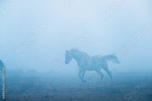 Appaloosa horse running on landscape during fog photo