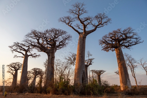 Scenic view of baobab trees