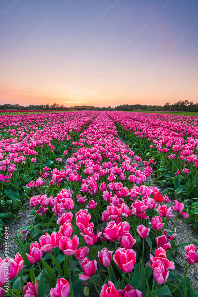 Scenic view of tulip field Scenic view of tulip field