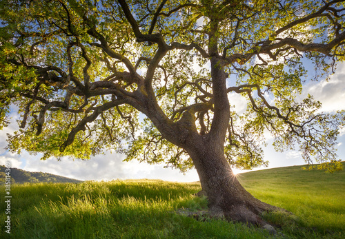 Valley oak tree on grassy landscape photo