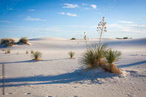 Yucca plants growing on white sand during sunrise