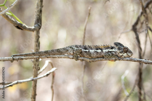 Close up of warty chameleon on branch in spiny forest photo