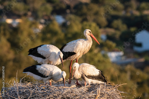 White stork with chicks perching in nest