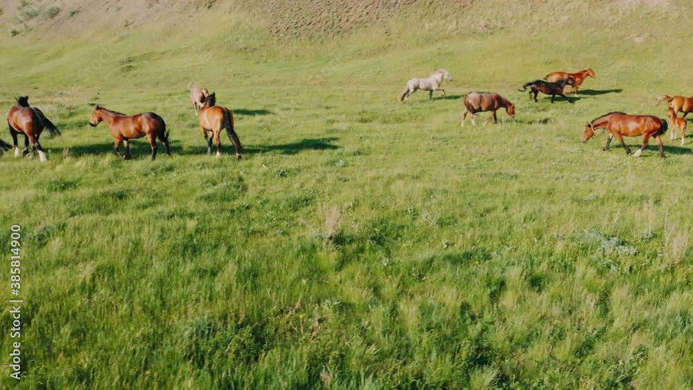 Large herd of horses stand on green meadow, calmly graze on pasture in mountains, on sunny summer day. Farming. Livestock Large herd of horses stand on green meadow, calmly graze on pasture in mountains, on sunny summer day. Farming. Livestock