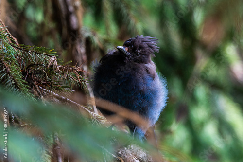 Close up of stellers jay perching on tree photo