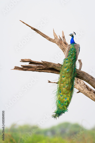 Indian peafowl perching on dead tree