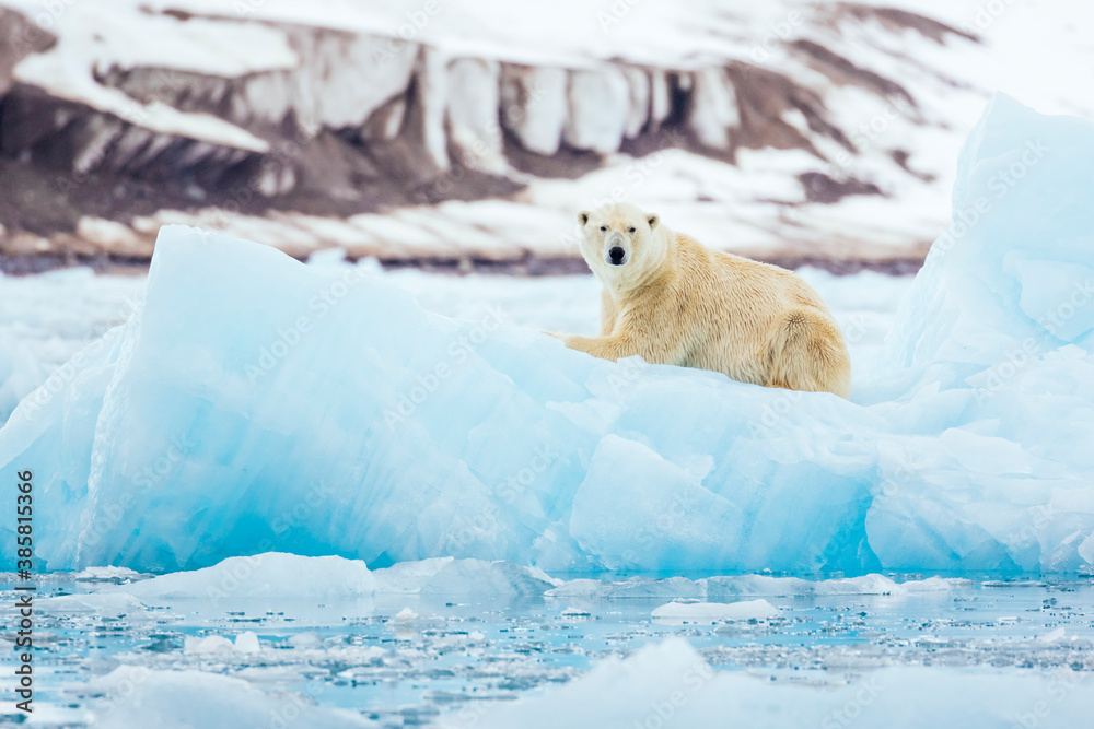 Polar bear resting on iceberg in front of glacier Polar bear resting on iceberg in front of glacier