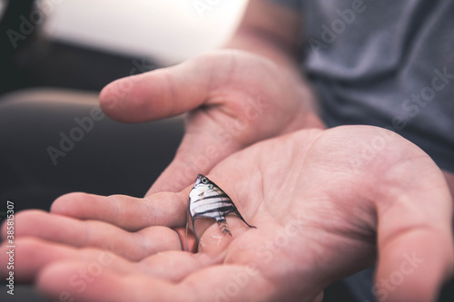 Close up of man's hands holding dead fish