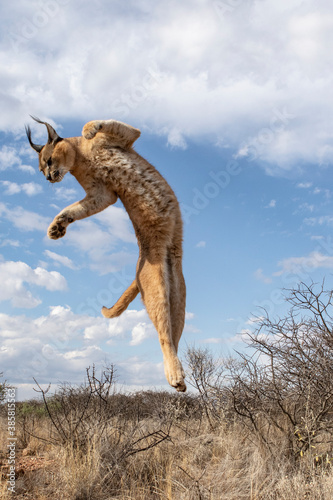 Caracal jumping in air against cloudy sky photo
