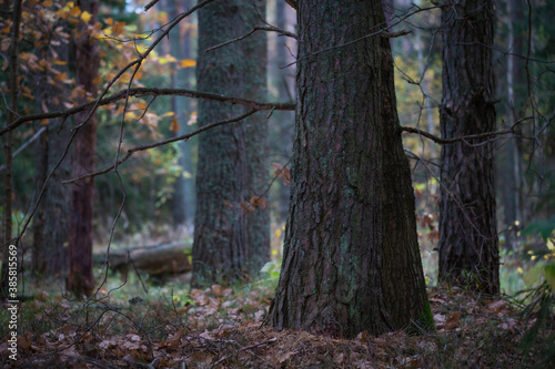 Dark pine forest in autumn