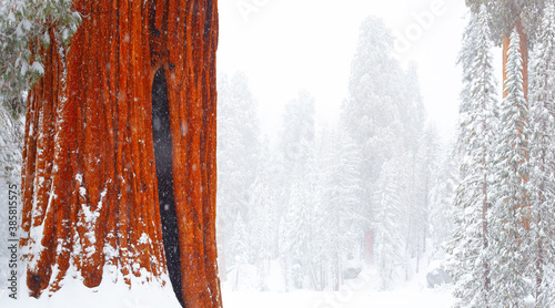 View of giant sequoia trees in Sequoia and Kings Canyon National Parks