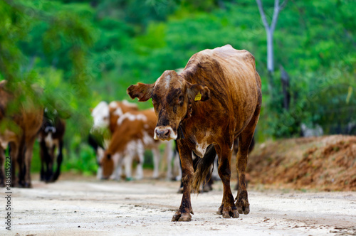 cow bull calf cattle scenery