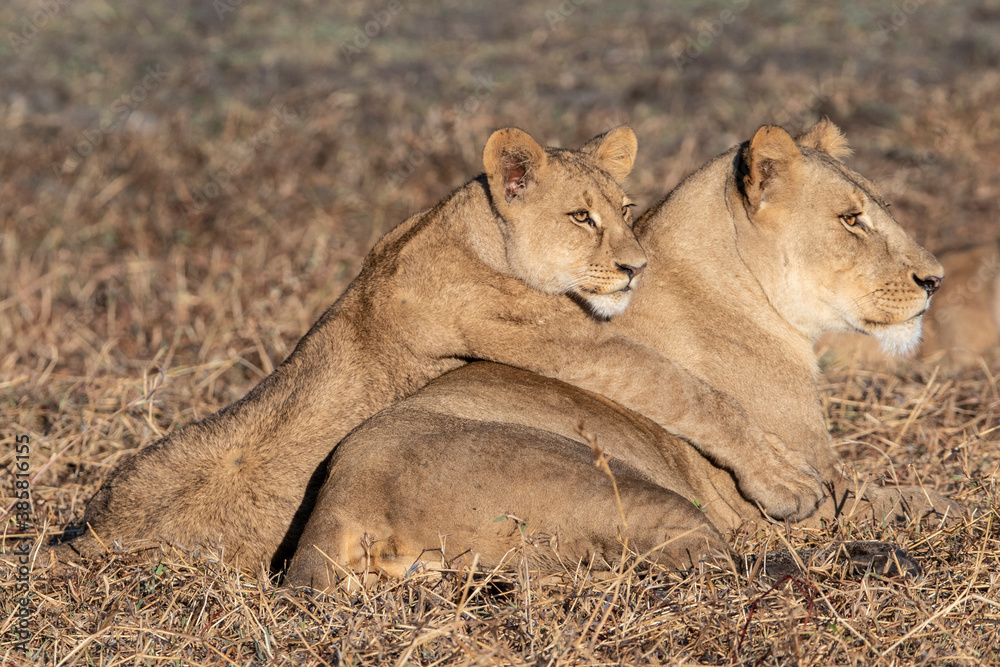 Lioness with cub relaxing on grassy landscape in Busanga Plains