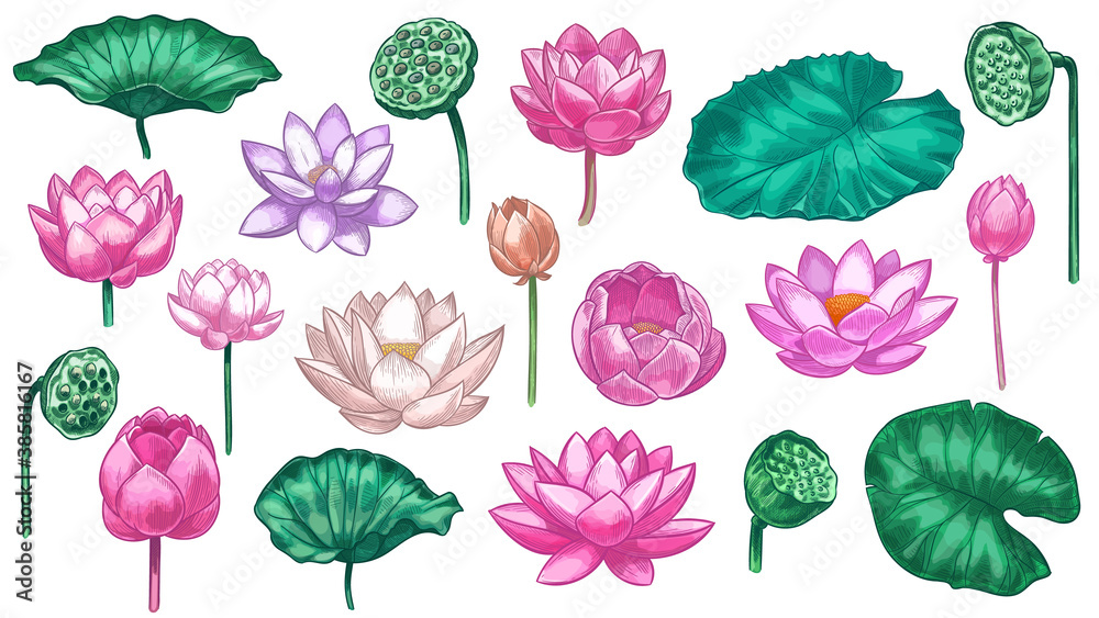 Pink lotus. Water lily flowers pink lotus and green leaves, beautiful bloom plant botanical garden, tropical floral element color vector set. Illustration lotus blossom flower, floral petal oriental