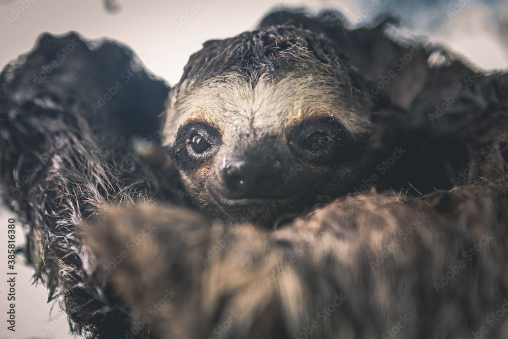 Close up of sloth