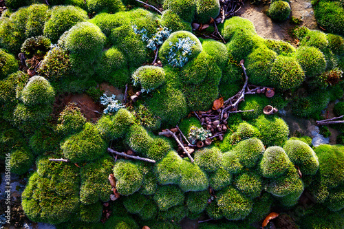 Close up of moss on rocks photo