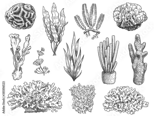 Sketch seaweed. Ocean reef coral and water plant, algae. Underwater life weeds. Marine botanical, cosmetology hand drawn engraved vector set. Illustration coral reef, water ocean underwater flora