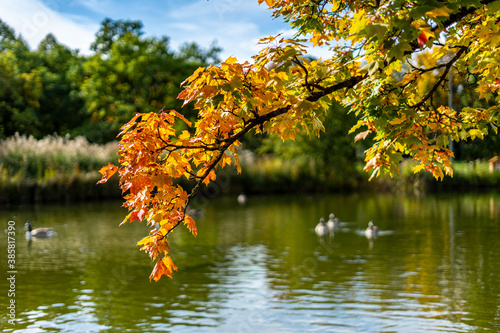 Schönes herbstliches Laub am Ahorn-Baum am See - in München im Westpark in Sendling photo