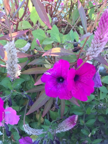 butterfly on flowers
