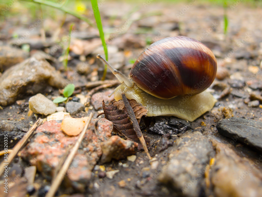 closeup grape snail crawl on the stone closeup grape snail crawl on the stone