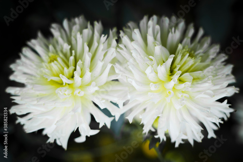 close up of white chrysanthemum