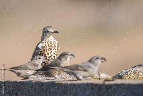 Ökse ardıcı » Turdus viscivorus » Mistle Thrush photo