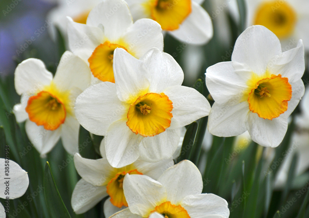 Narcissus (daffodils) bloom in the flowerbed. Narcissus (daffodils) bloom in the flowerbed.