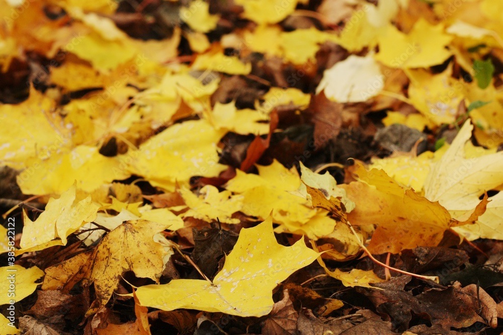 Beautiful yellow and brown leaves in the Park