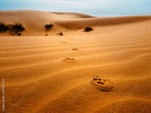 footprints in the sand