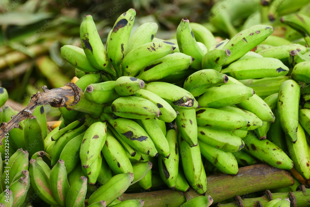 Bananas (musa) in the port of Santarém, Amazon state of Pará, Brazil