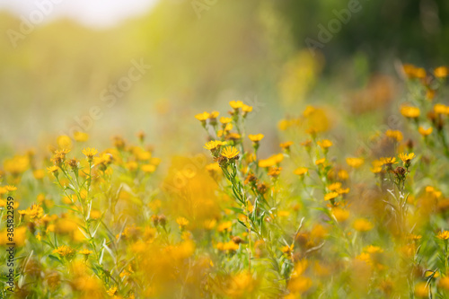 closeup wild prairie flowers in a light of sun © Yuriy Kulik