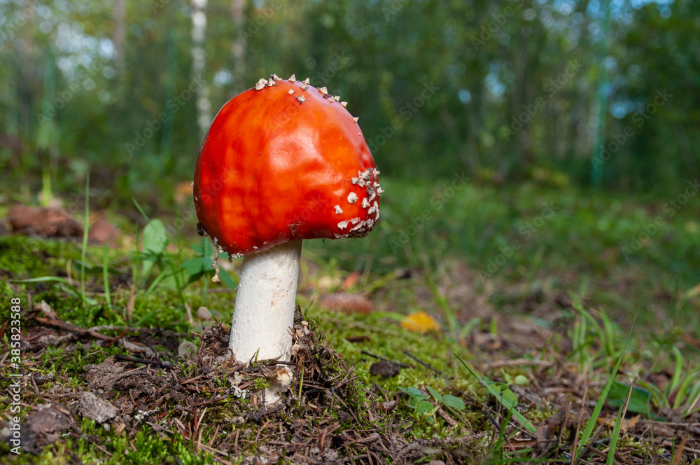 Amanita mushroom on natural background Amanita mushroom on natural background