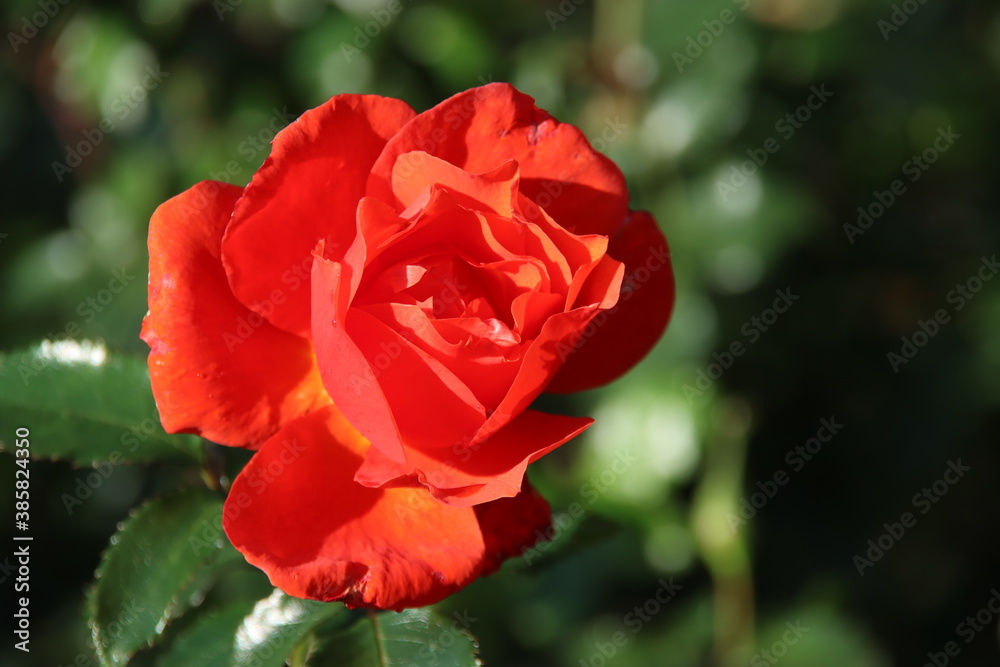 Red rose type Isa n the rosarium in Boskoop