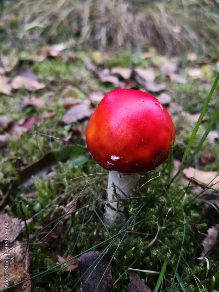 Fly agaric mushroom detail on forest ground Fly agaric mushroom detail on forest ground