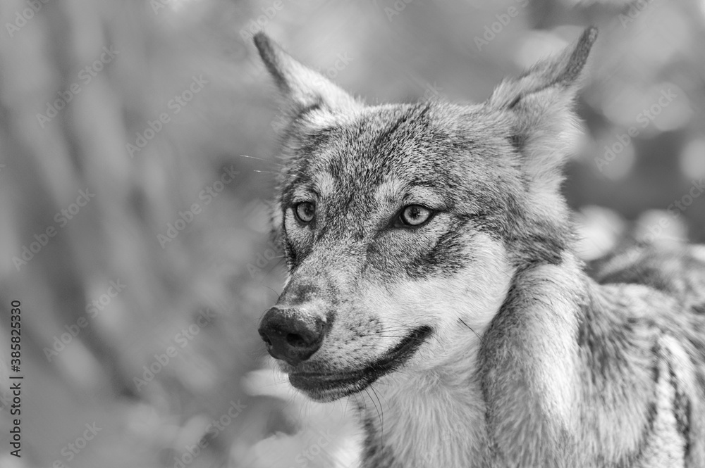 Obraz premium Junger Wolf mit gefletschten Zähnen