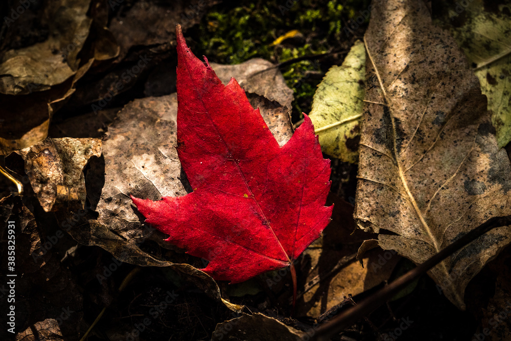 Obraz premium Canadian forest multicolour autumn leaves