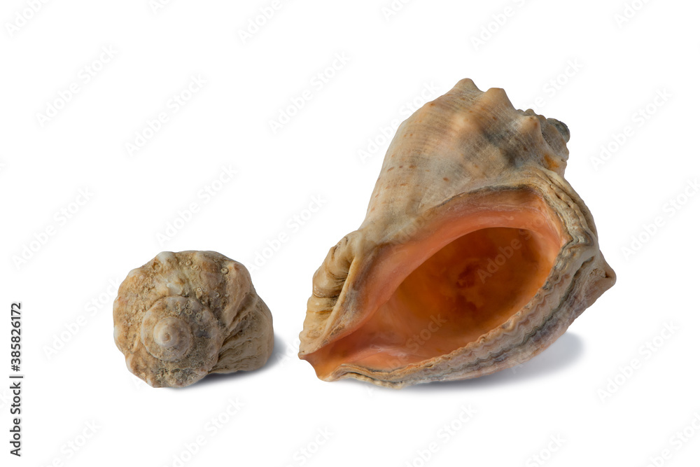 Seashell from the Black Sea isolated on white background Seashell from the Black Sea isolated on white background