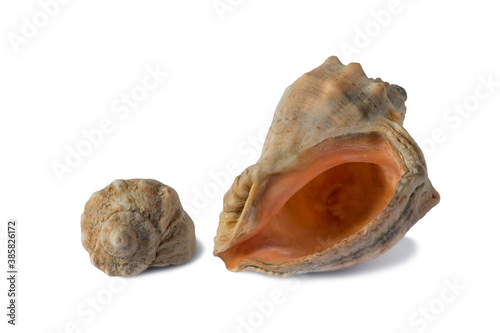 Seashell from the Black Sea isolated on white background