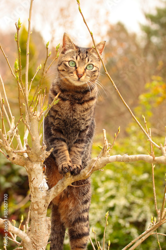 お庭の木に登った猫