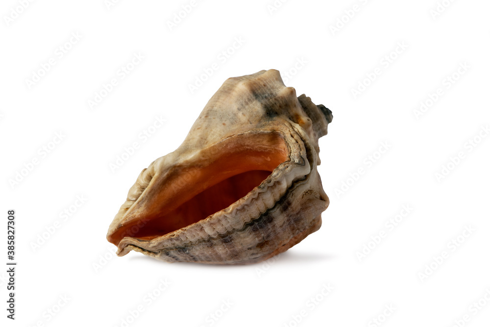 seashell from the Black Sea isolated on white background