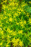 庭を彩る黄色い花の万年草