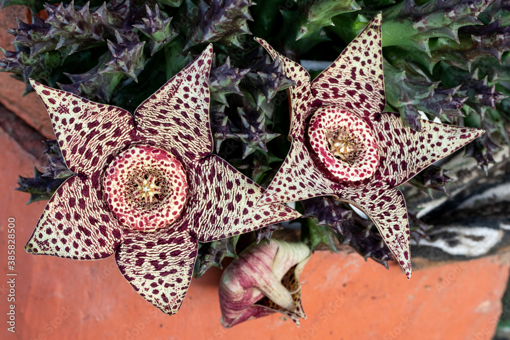 Ταπετσαρία Horizontal shot of 2 stapelia variegata flowers