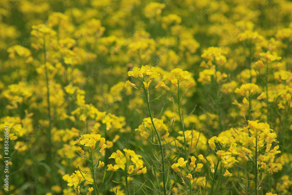 菜の花 菜の花