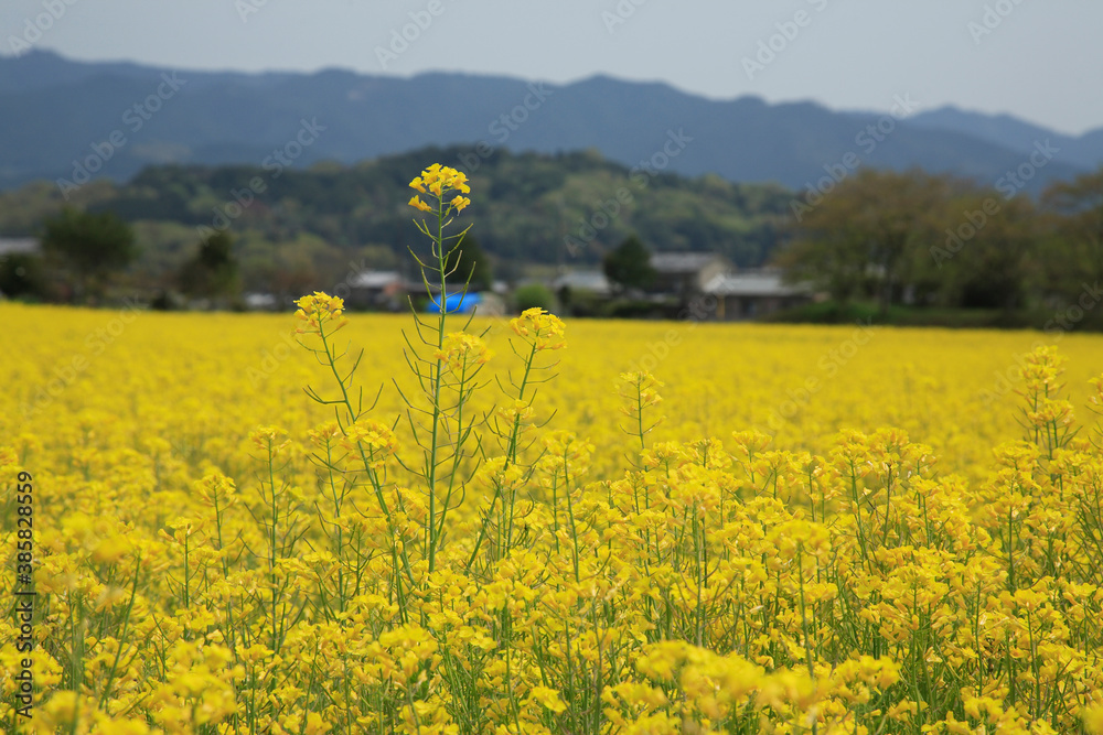 菜の花 菜の花