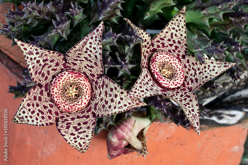Horizontal shot of 2 stapelia variegata flowers